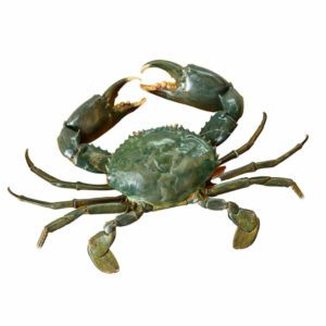 Crabs - Alimango