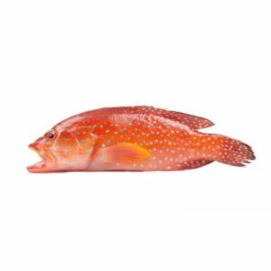 Lapu Lapu - Red Grouper