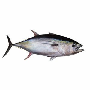 Tuna - Yellow Fin