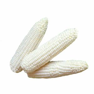 Corn (White)