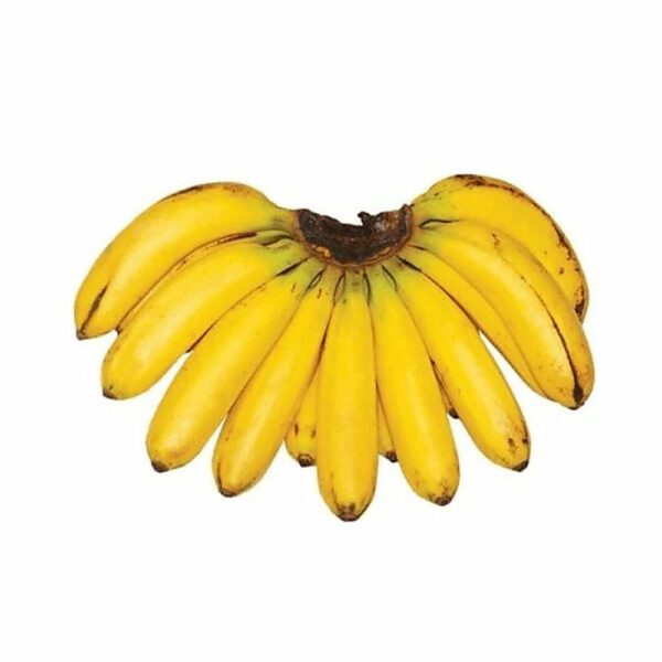 Banana Lakatan GoodFinds Ph