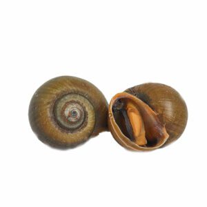 Kuhol - Snail